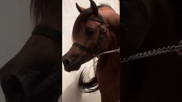 арабский скакун смотреть онлайн