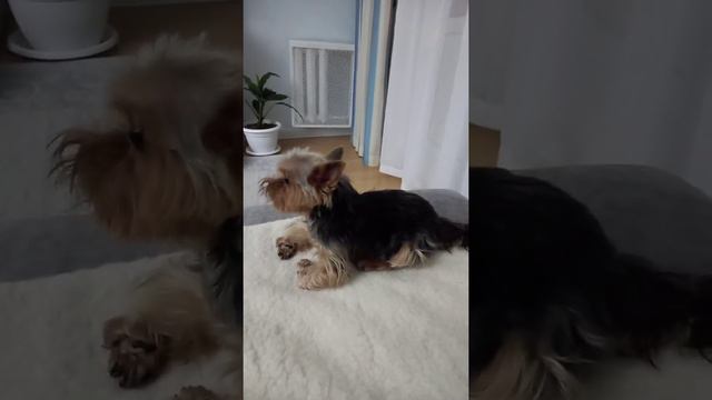 "Злобный" йерик смотреть онлайн