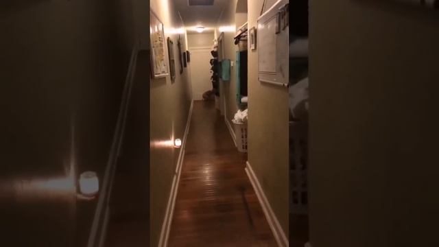 Забавные и смешные собаки смотреть онлайн