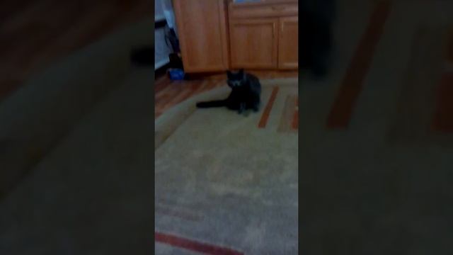 Самодовольный кот смотреть онлайн