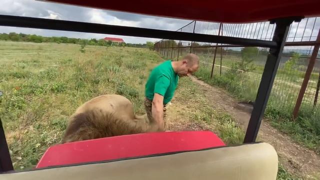Почему ЛЬВЫ ЛЮБЯТ когда им чешут подбородок? смотреть онлайн