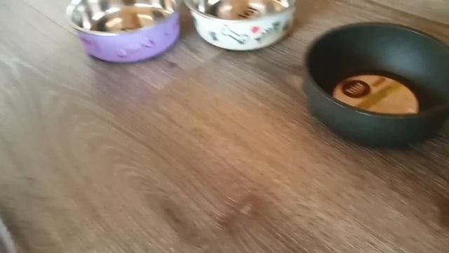 Распаковка подарков для питомцев от TRIOL, Gigwi и Gamma, прерванная внезапной собакой Весей смотреть онлайн