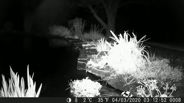 Pickwell otter 2 смотреть онлайн