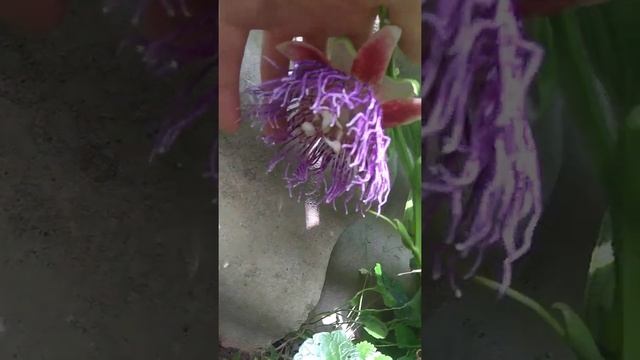 Цветение Passiflora quadrangularis в Киевской области 22 августа 2022 г. смотреть онлайн