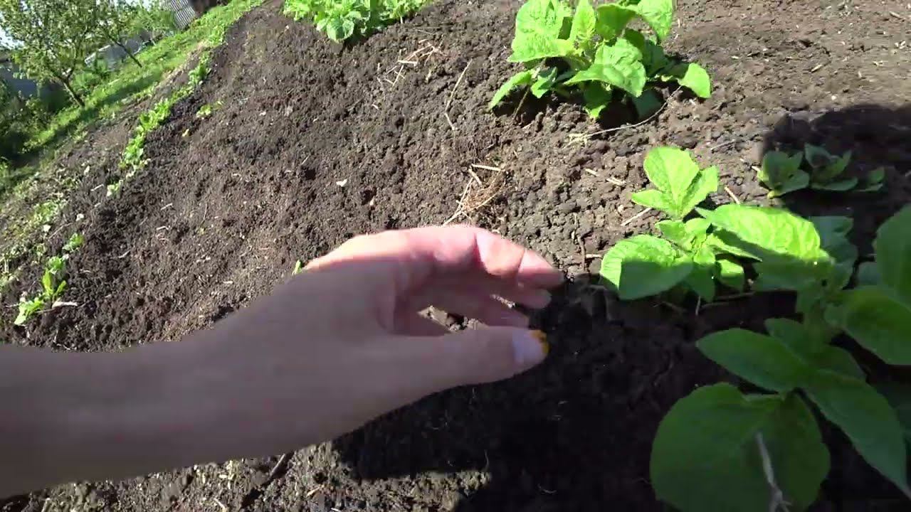 VLOG| Мой огород на сегодняшний день!!! смотреть онлайн