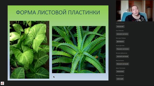 Лекция «Морфология и видоизменение листа» смотреть онлайн