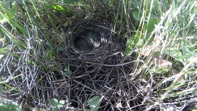 Трясогузка Желтая 150613 1 на лугу 150613 3 смотреть онлайн