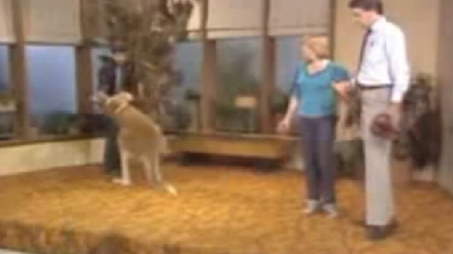 Кенгуру бьёт всех на телешоу смотреть онлайн