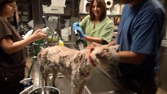 Безжизненное тело лежало на свалке уже не ожидая чуда смотреть онлайн