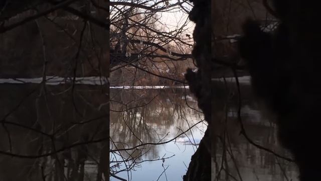 Кряковые утки на реке Дон. Весна 2022. Воронеж. смотреть онлайн