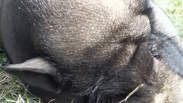 Свинья храпит! смотреть онлайн