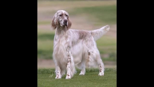English Setter (английский сеттер)