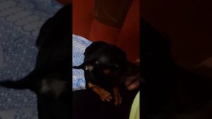 Провинилась собака) стащила со стола пирожки!