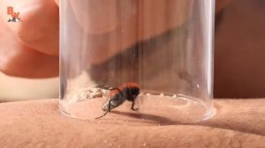 УЖАЛИЛ УБИЙЦА КОРОВ (Ядовитая оса против человека)  Койот Питерсон на русском