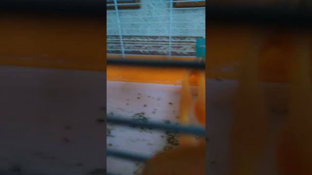 Странное поведение попугая помогите смотреть онлайн