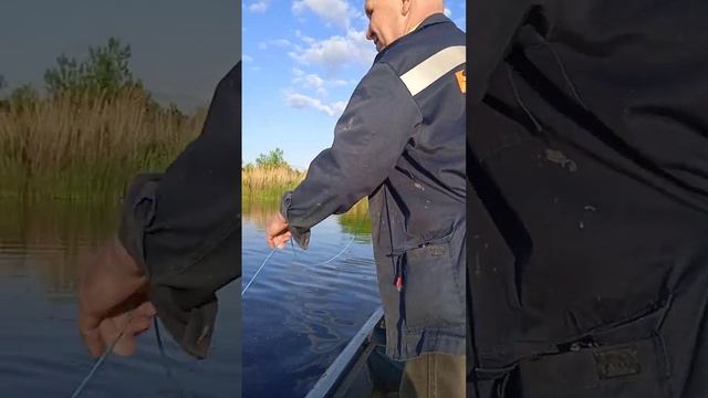 Как поймать много рыбы на кастинговую сеть! смотреть онлайн