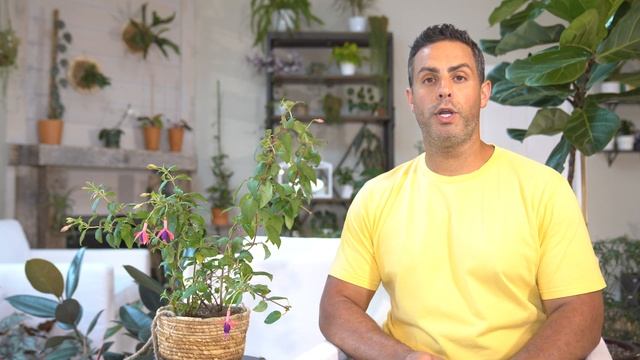 Houseplant Trends 2021: Growing Fuchsia Plants Indoors - Crucial Care and Tips #FuchsiaPlants смотреть онлайн