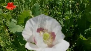 Цветущие белые маки. Обыкновенно чудо.