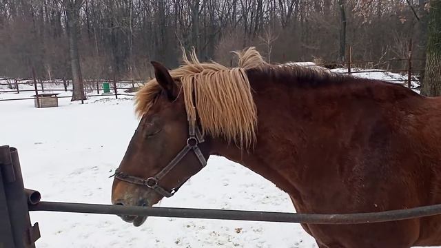 Лошадь 2. Свято-Тихоновский Преображенский женский монастырь г. Задонск. смотреть онлайн