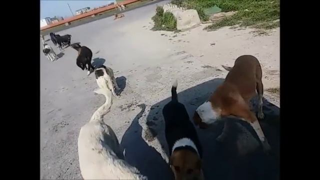 Собачий ящик лагерь смерти собак  Поехала кормить их.