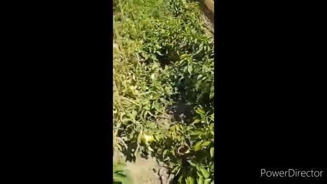 ЖЕЛТЫЙ АРБУЗ пробуем смотреть онлайн