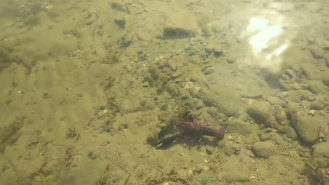 #Рыбалка в Португалии! Пришла Осень! Октябрь! Провели бабье лето ! #РекаGuadiana! смотреть онлайн