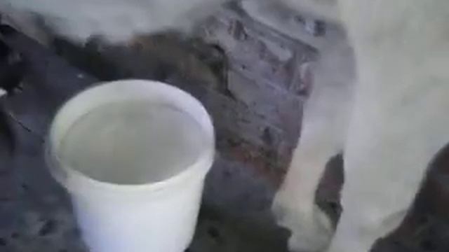 Дойка козы смотреть онлайн