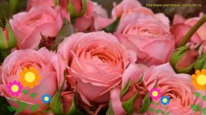 Роза чайно-гибридная Романтик Антик. Краткий обзор, описание характеристик rosa Romantic Antike