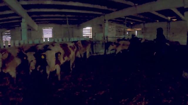 Приехали грузиться нетелями симментальской породы смотреть онлайн