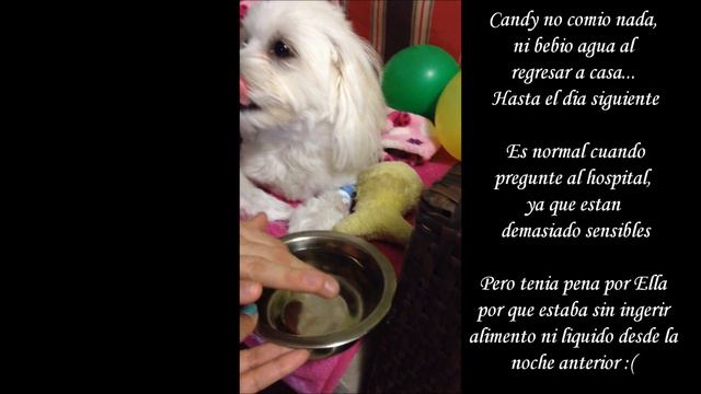 Limpieza Dental con Anestesia a Perro, Recuperacion, Hospital, Coton de tulear I Lorentix смотреть онлайн