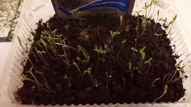 Гипсофила Метельчатая! всходы! смотреть онлайн