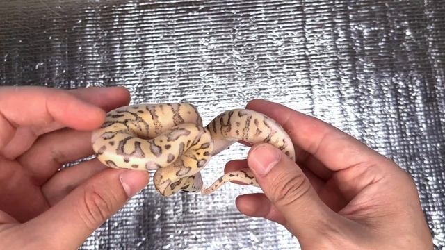 Red Stripe Redemption?? смотреть онлайн