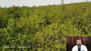 Свидетель поневоле. Аудиорассказ