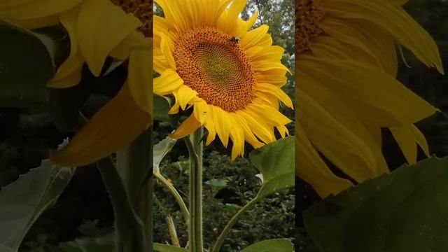 Шмель на подсолнухе в Подмосковье 24 июля 2021 г. #shorts смотреть онлайн