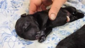 Newborn puppies Labrador. Новорожденные щенки лабрадора. 2072