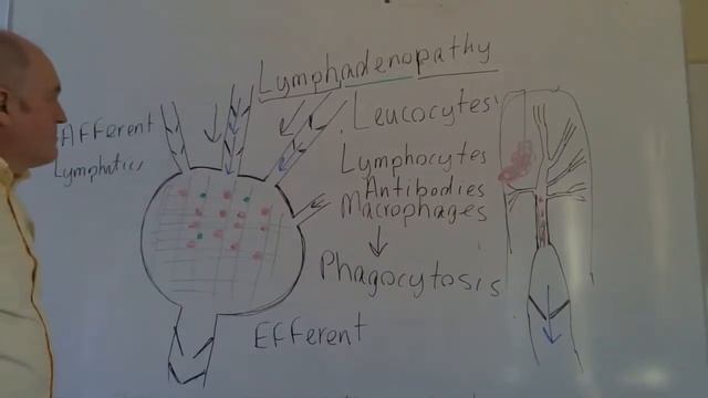 Lymph nodes and efferent lymphatic vessels live lesson смотреть онлайн