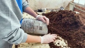 Зимняя прививка роз в 2021 году.