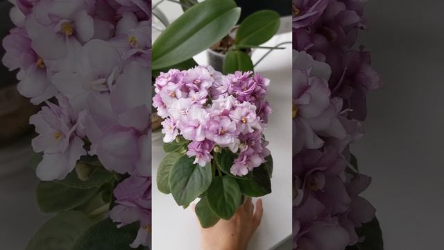 Фиалка СК-Афродита смотреть онлайн