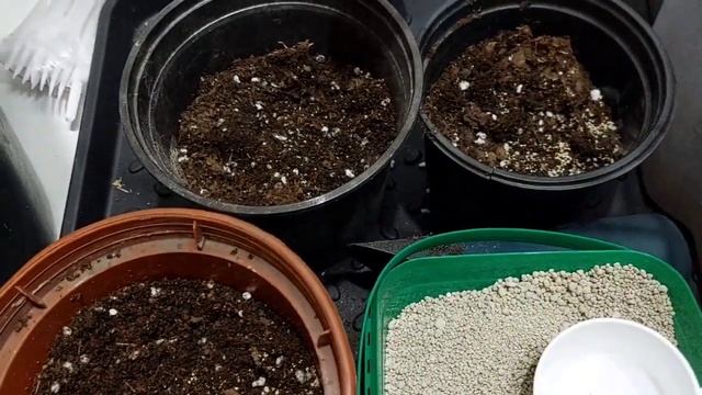 Саженцы гортензий после деления куста смотреть онлайн