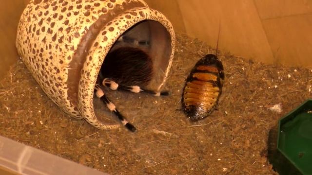Acanthoscurria geniculata полиняла\\82 дня голодовки геникуляты смотреть онлайн