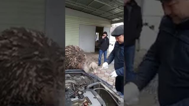 Смешной страус смотреть онлайн