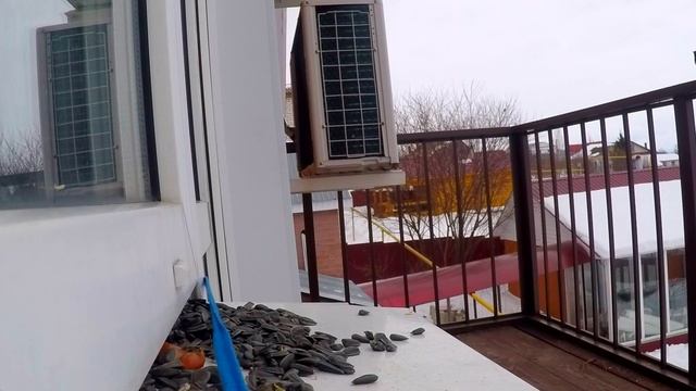 Покормите птиц зимой. смотреть онлайн