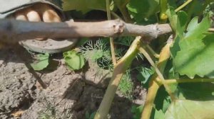 Уход за виноградом. Год 2. Часть 1