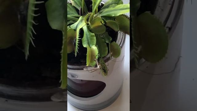 Мухоловка поймала муху. Dionaea caught a fly. смотреть онлайн