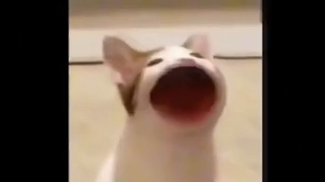 РЕЧЬ КОТА ВО ВРЕМЯ 2000 ГОДА смотреть онлайн