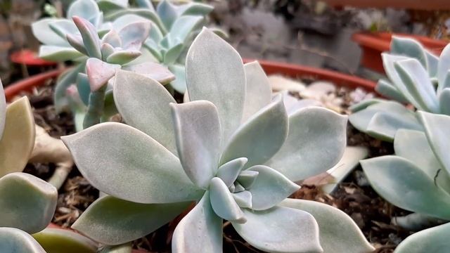 GRAPTOPETALUM PARAGUAYENSE