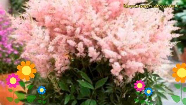 Астильба гибридная Уник Силверипинк. Краткий обзор, описание astilbe hibrida Younique Silverypink смотреть онлайн