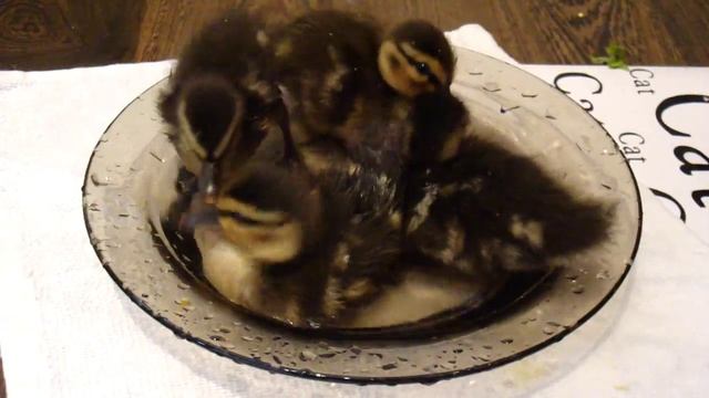 Домашние Вкусности