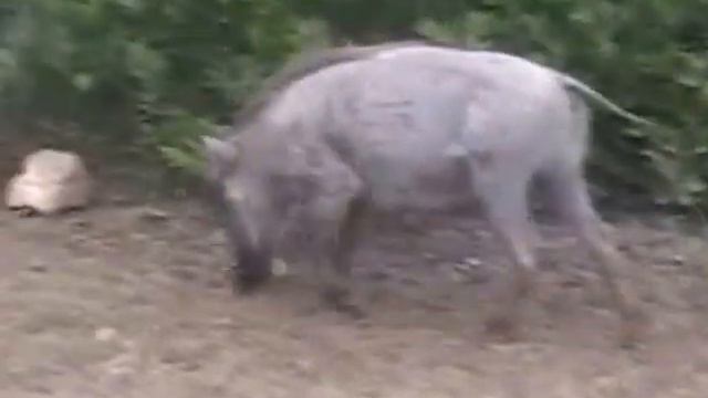 Desert Warthog, S. Africa. Пустынный бородавочник, ЮАР (561sp) смотреть онлайн