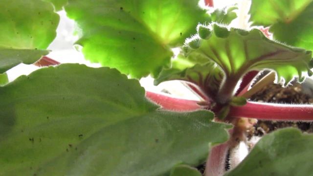 ЦВЕТОНОСЫ И ПАСЫНКИ НА ФИАЛКЕ. КАК РАЗЛИЧИТЬ И ЧТО С НИМИ ДЕЛАТЬ. смотреть онлайн